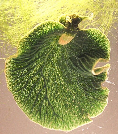 The bright green leaf-shaped sea slug Elysia chlorotica