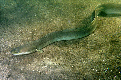 A European eel, dark and elongated, among stones underwater
